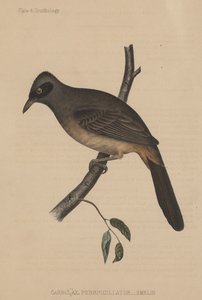 Garrulax Perspicillatus (Gmelin)